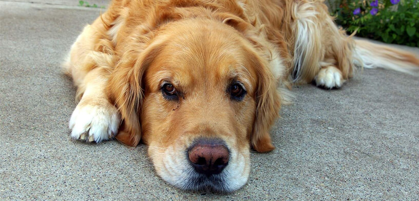 Top 5 Joint Supplements For Dogs in 2025