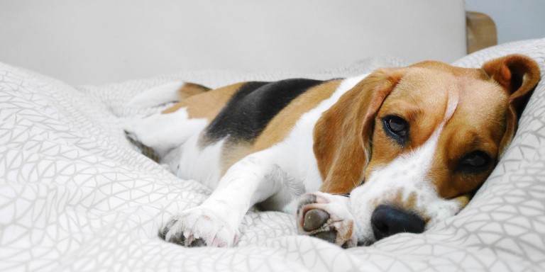 Top 5 Probiotic Supplements For Dogs in 2025