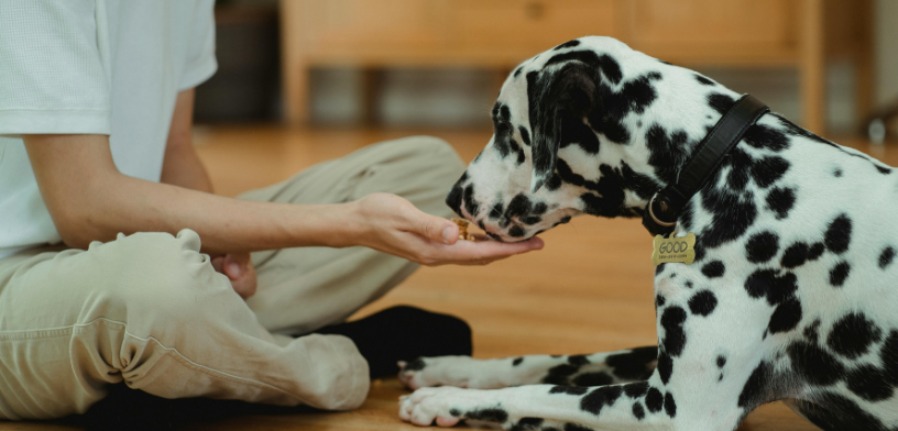 Top 5 Daily Multivitamin for Dogs in 2025